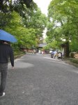 Raining in Kinkaku-ji