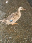 Maruyama-koen duck, at least one of us is enjoying the rain!
